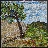 Tree of Grace by Annabel Ebersole